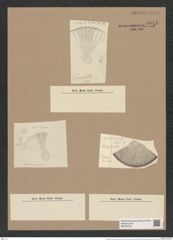 Stictodiscus hardmannianus Grev. (de-Toni-Nr.: Genus 205, Species 5224) Zeichnungen Sammlung Grunow Nr. 9013 (NHMW-BOT-W0378723)